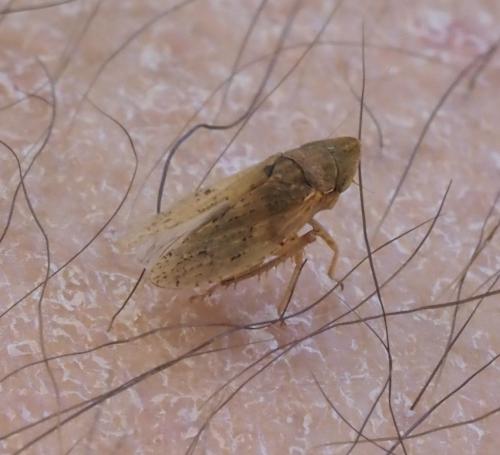 Aphrodes (bicinctus-makarovi)